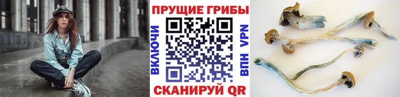 дарнет шоп  Шахунья  Галлюциногенные грибы Psilocybine cubensis 