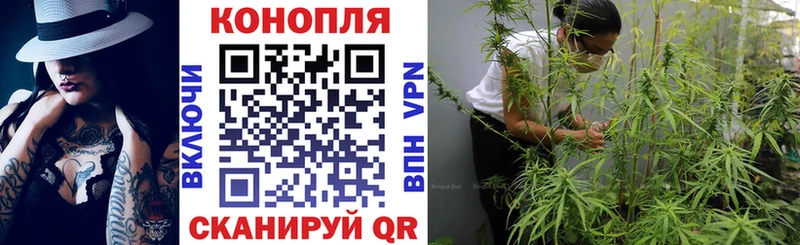 ссылка на мегу как войти  Шахунья  Конопля сатива  наркотики 